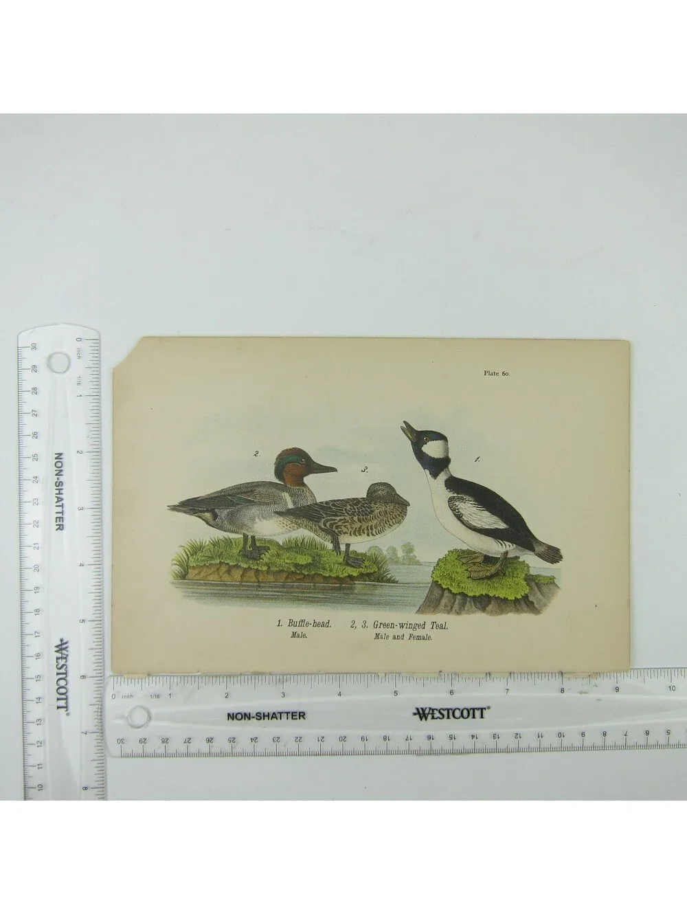 Duck Litho Print After John James Audubon Buffle-head Green-winged Teal Antique